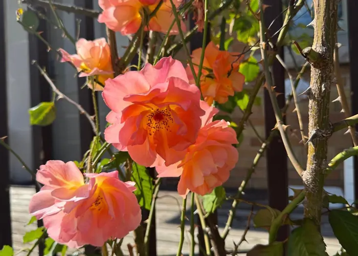 Rose Apartman *