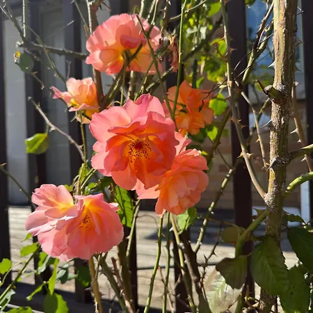 Rose Apartment *